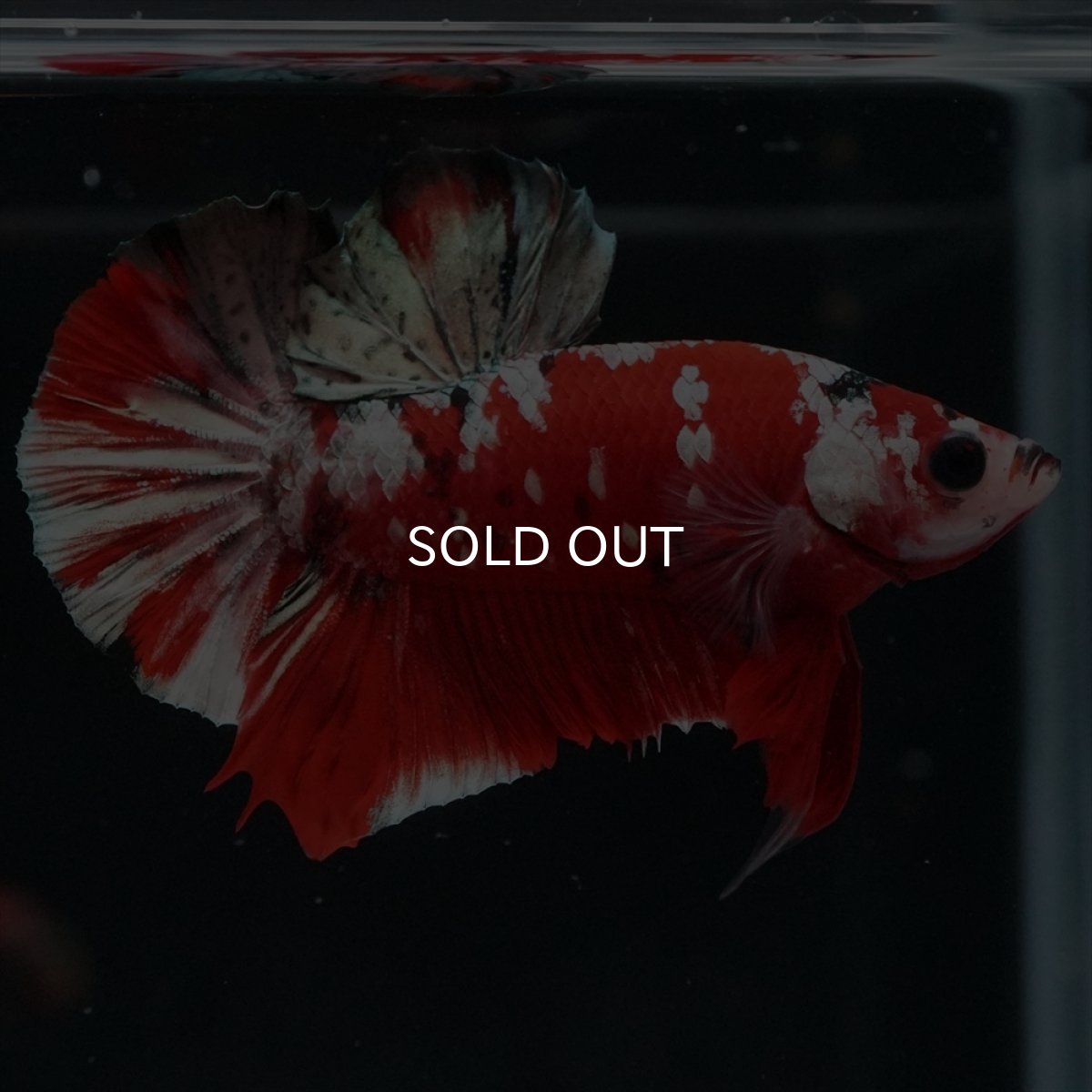 画像4: HMPK　レッドカッパーギャラクシー (4)