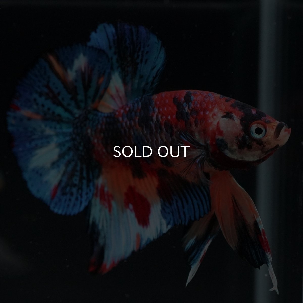 画像17: HMPK　キャンディギャラクシー (17)