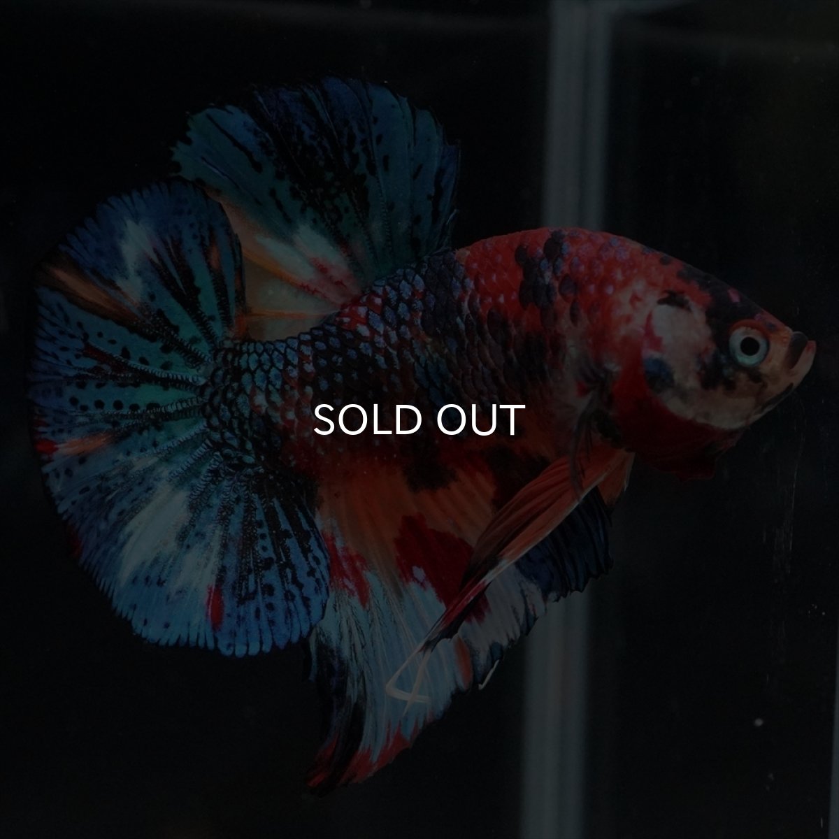 画像16: HMPK　キャンディギャラクシー (16)