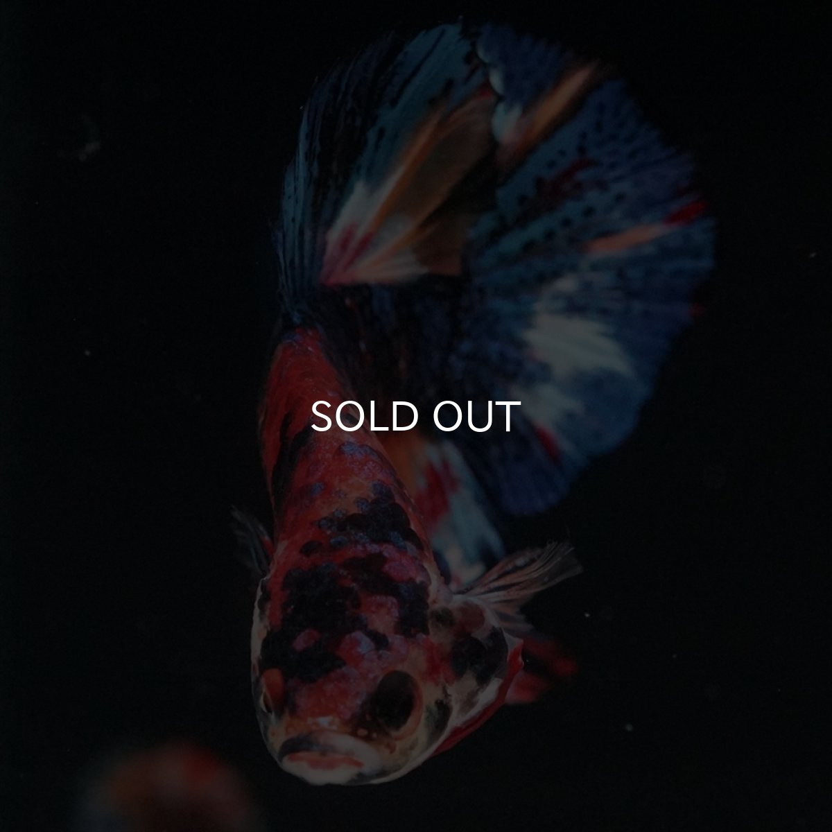 画像5: HMPK　キャンディギャラクシー (5)