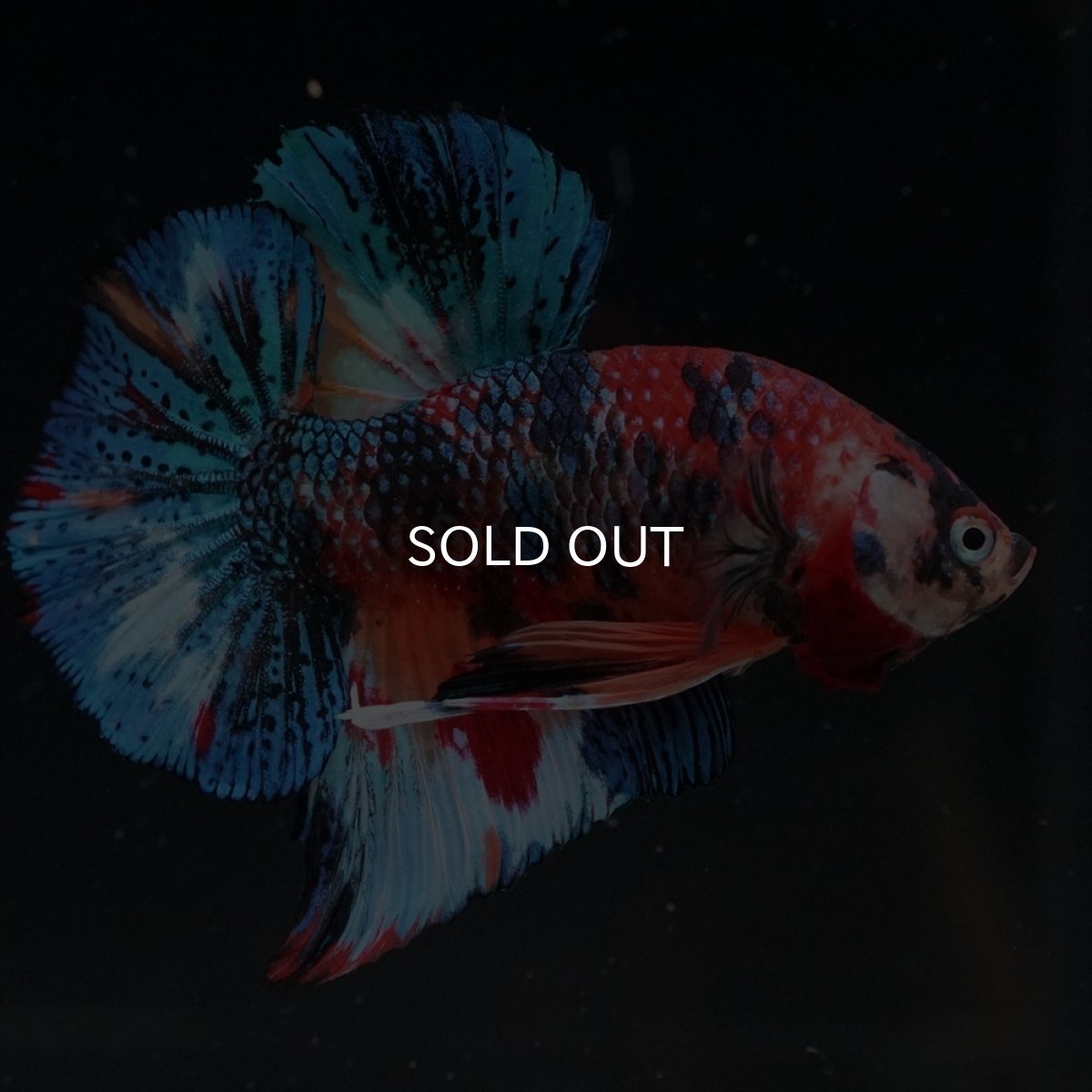 画像2: HMPK　キャンディギャラクシー (2)