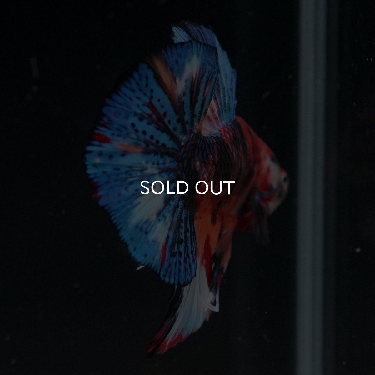 画像15: HMPK　キャンディギャラクシー (15)