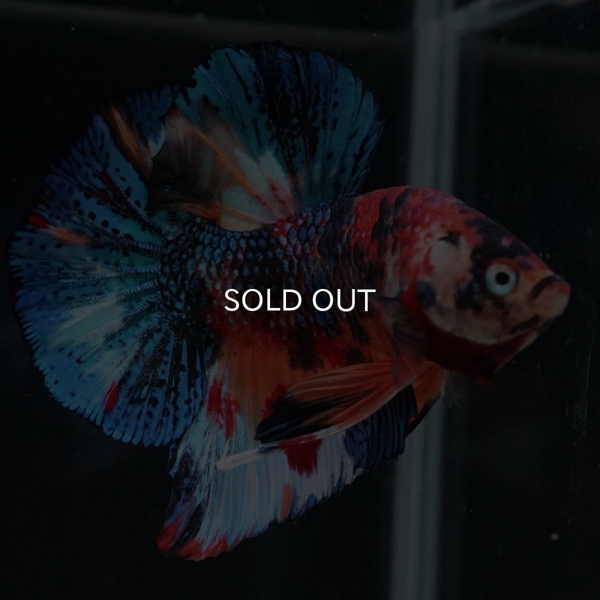 画像14: HMPK　キャンディギャラクシー (14)