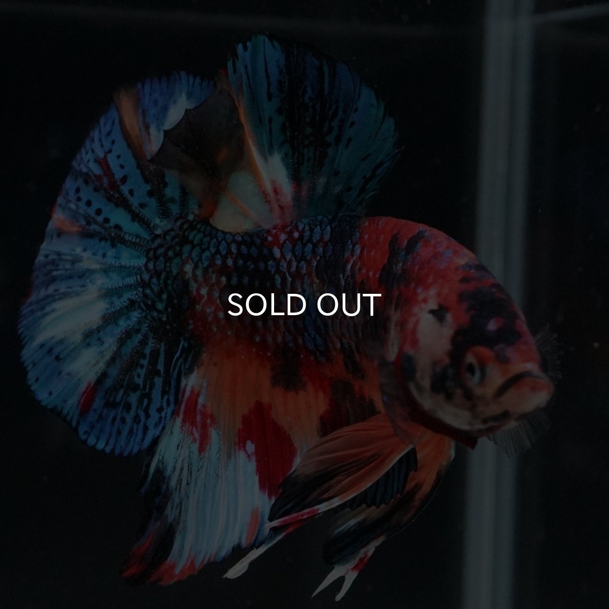 画像13: HMPK　キャンディギャラクシー (13)