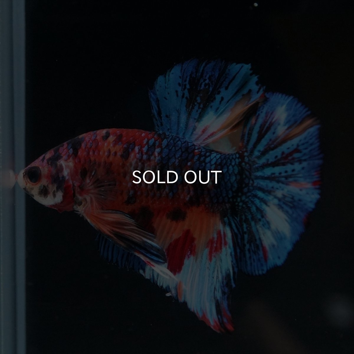 画像12: HMPK　キャンディギャラクシー (12)