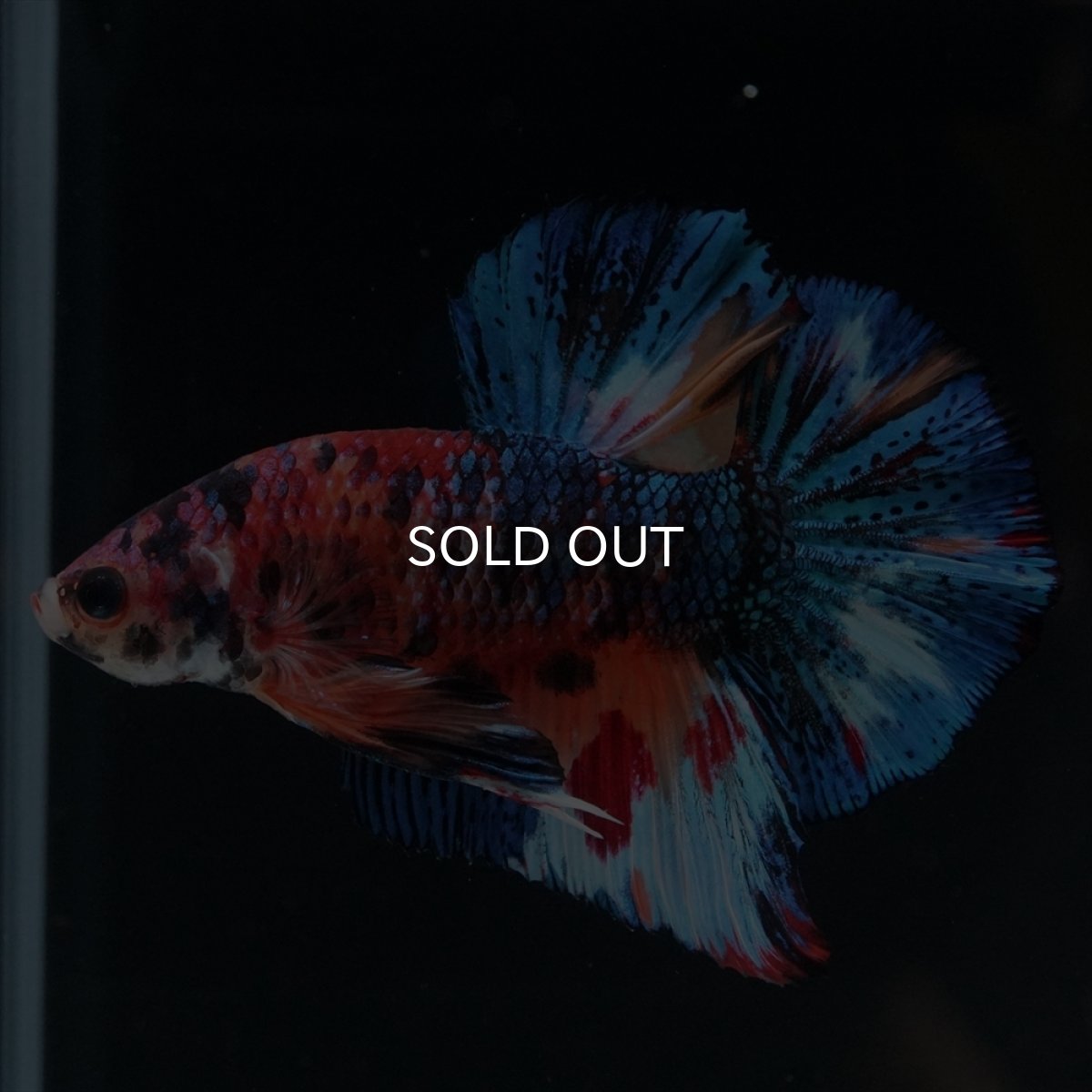 画像11: HMPK　キャンディギャラクシー (11)