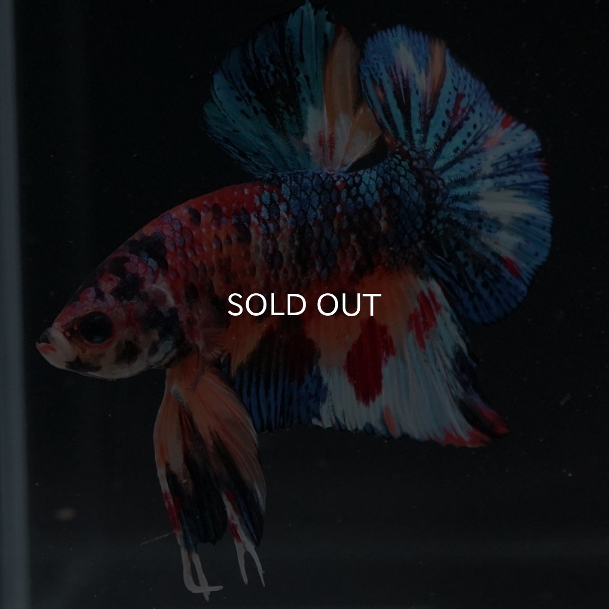 画像9: HMPK　キャンディギャラクシー (9)