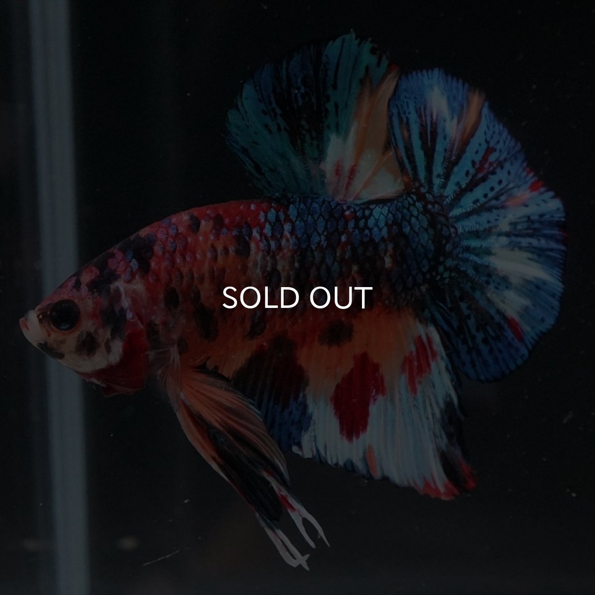 画像4: HMPK　キャンディギャラクシー (4)