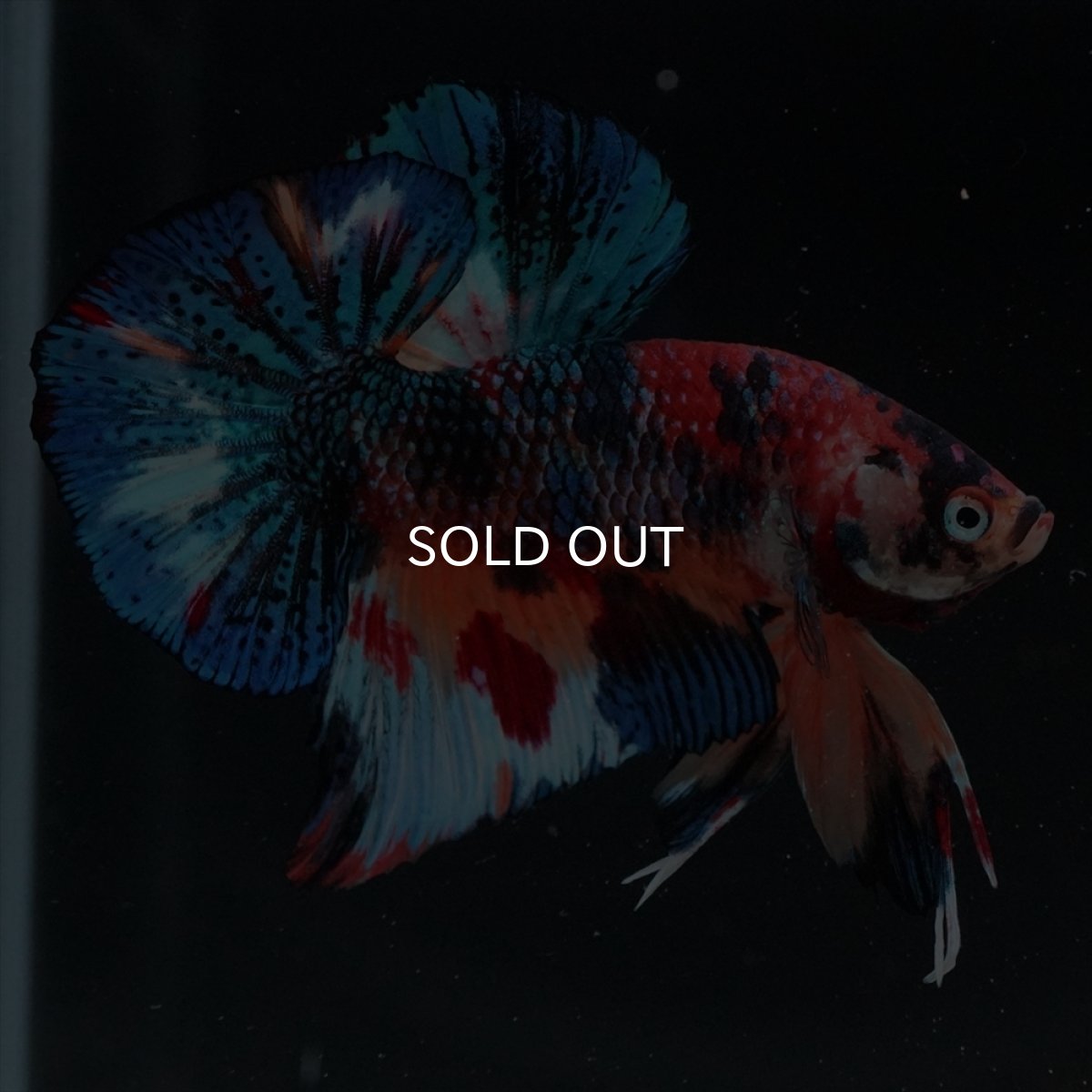 画像3: HMPK　キャンディギャラクシー (3)