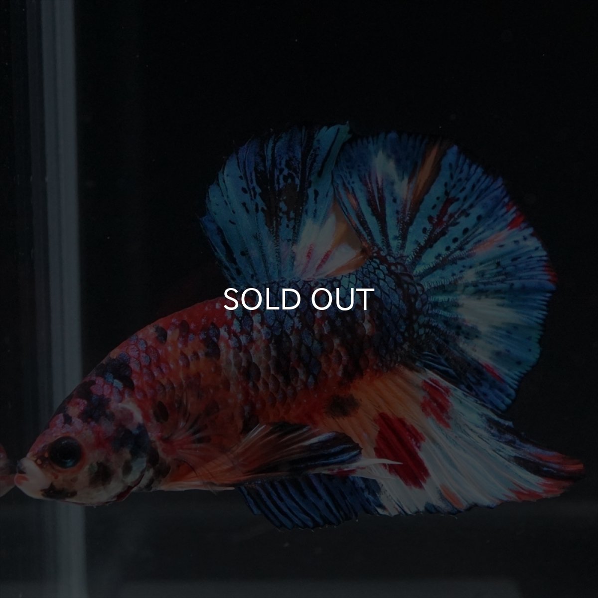 画像8: HMPK　キャンディギャラクシー (8)