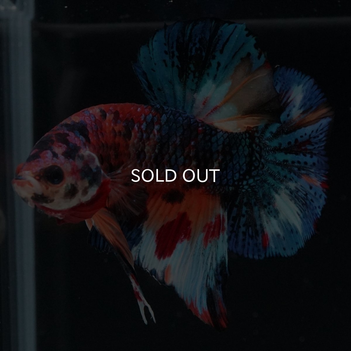 画像6: HMPK　キャンディギャラクシー (6)