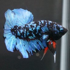 画像17: HMPK　ブラックスター (17)
