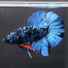 画像2: HMPK　ブラックスター (2)