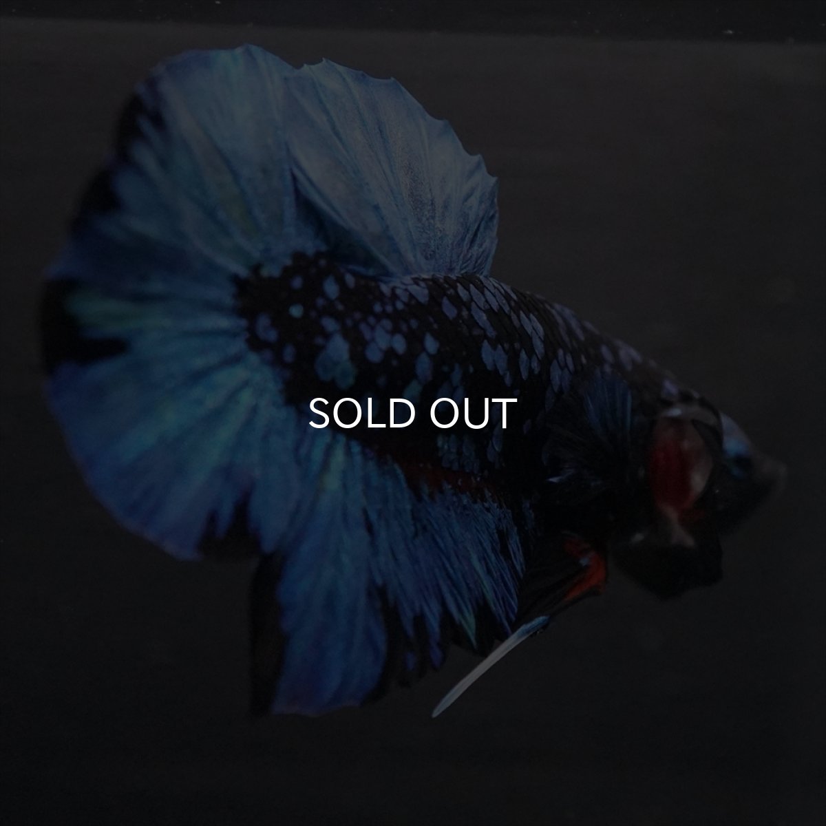 画像12: HMPK　ブラックスター (12)