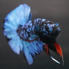 画像11: HMPK　ブラックスター (11)