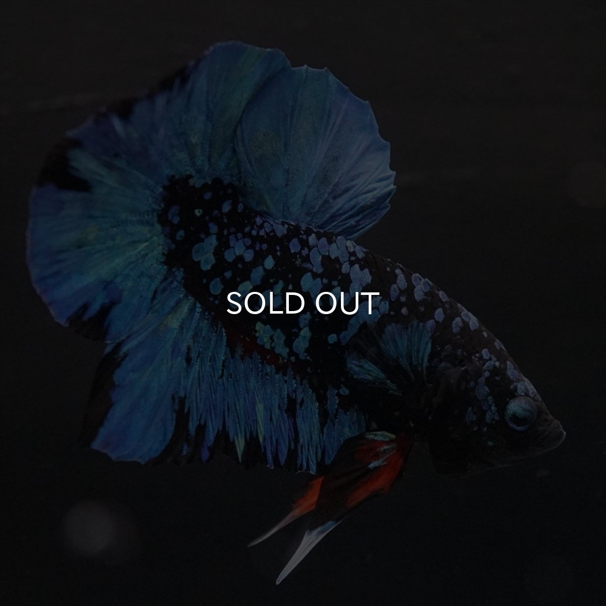 画像3: HMPK　ブラックスター (3)