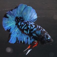 画像3: HMPK　ブラックスター (3)