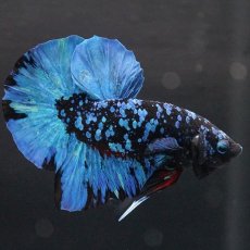 画像1: HMPK　ブラックスター (1)