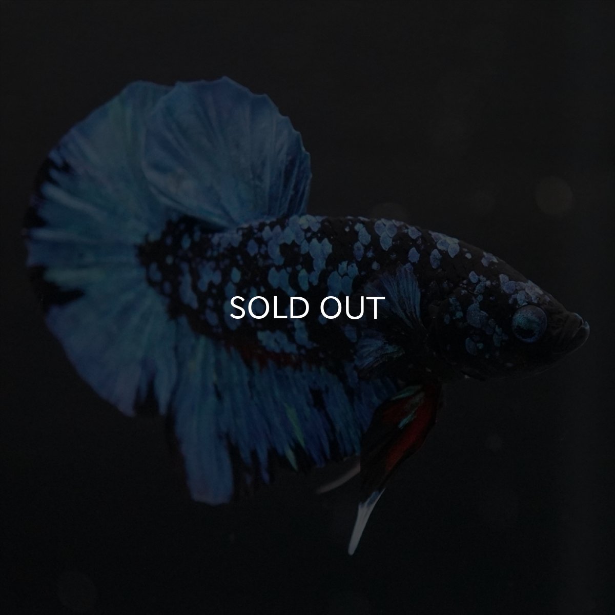 画像7: HMPK　ブラックスター (7)