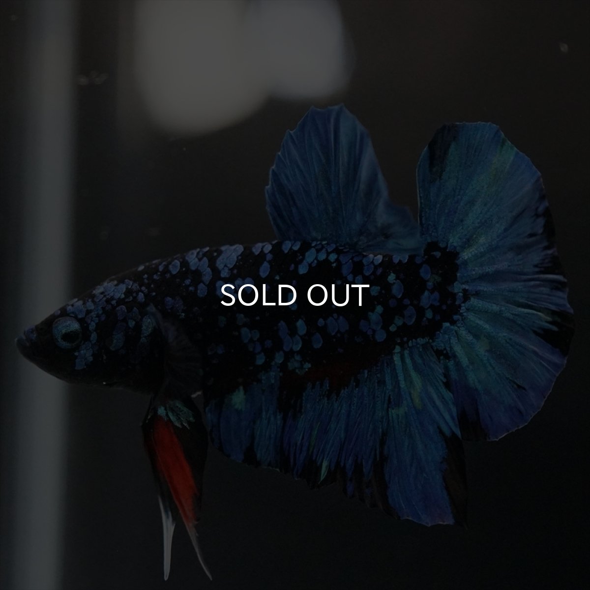 画像6: HMPK　ブラックスター (6)