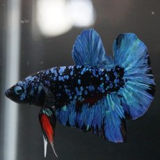画像6: HMPK　ブラックスター (6)