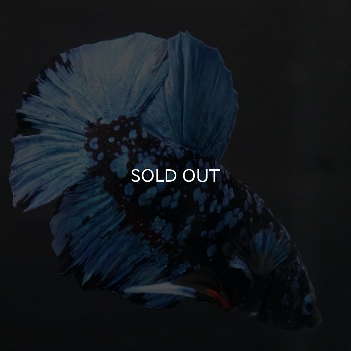 画像5: HMPK　ブラックスター (5)