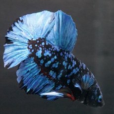 画像5: HMPK　ブラックスター (5)