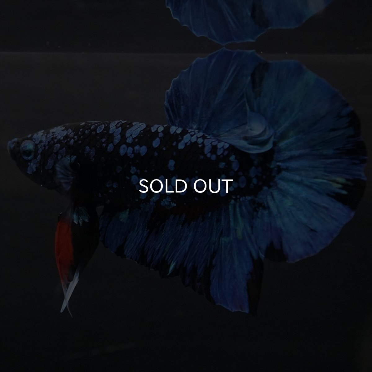 画像4: HMPK　ブラックスター (4)