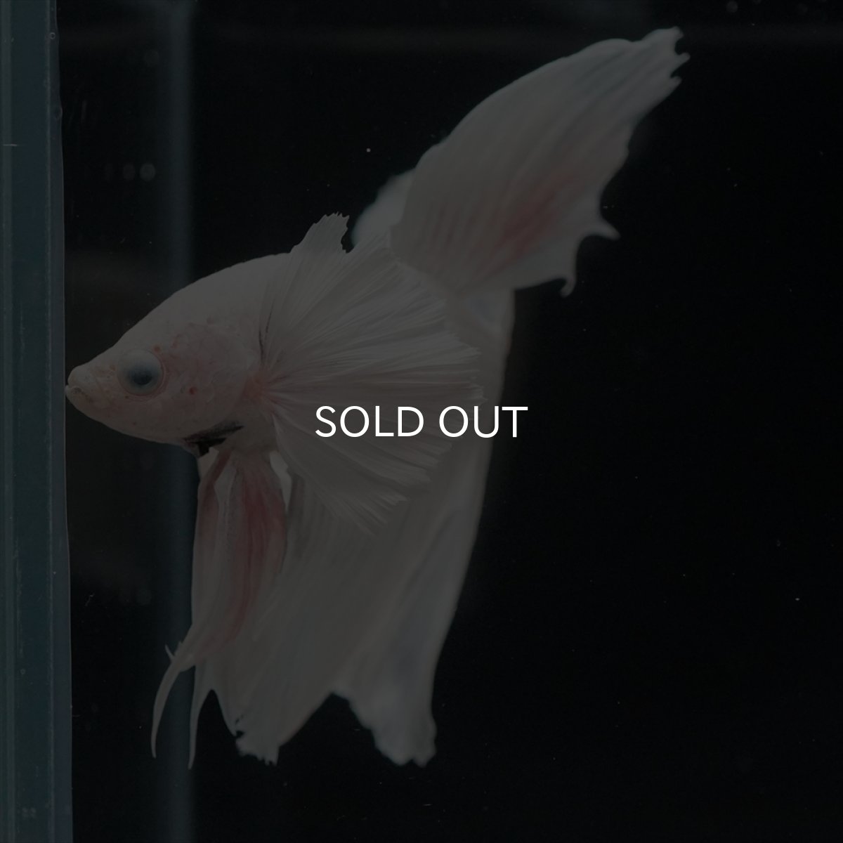 画像15: HM　ホワイトダンボ (15)