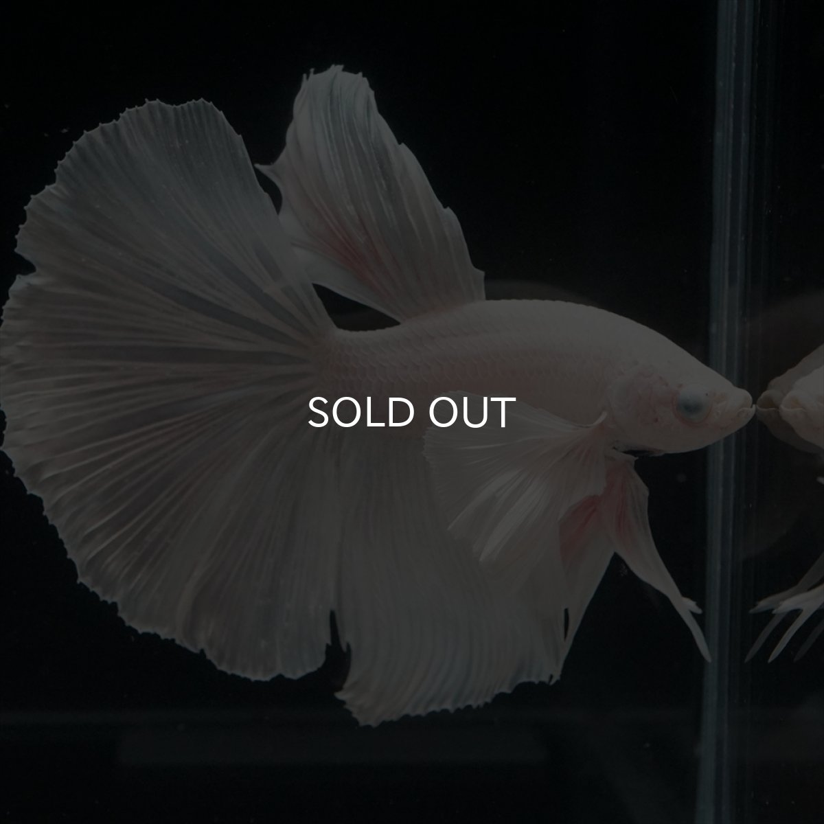 画像14: HM　ホワイトダンボ (14)