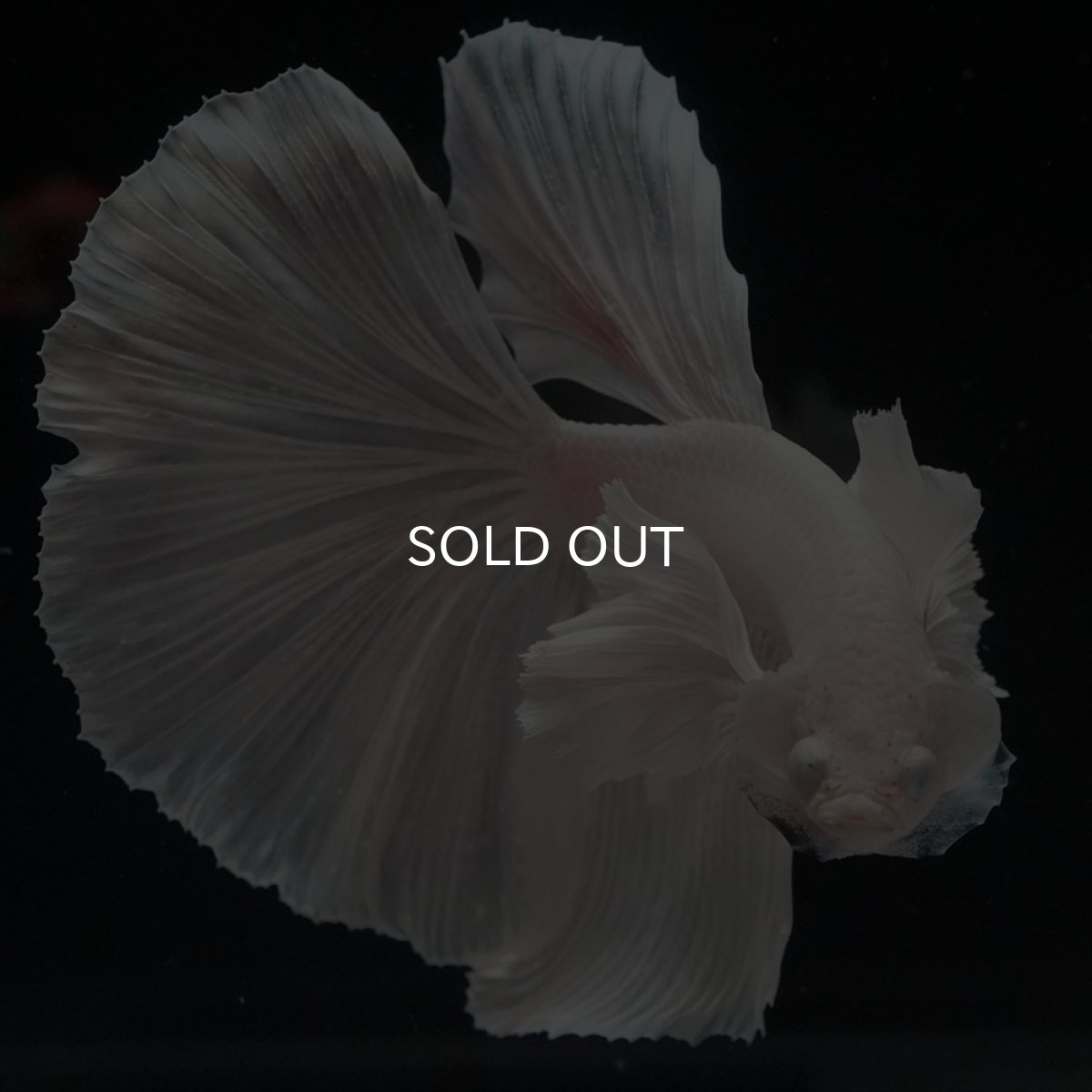 画像3: HM　ホワイトダンボ (3)