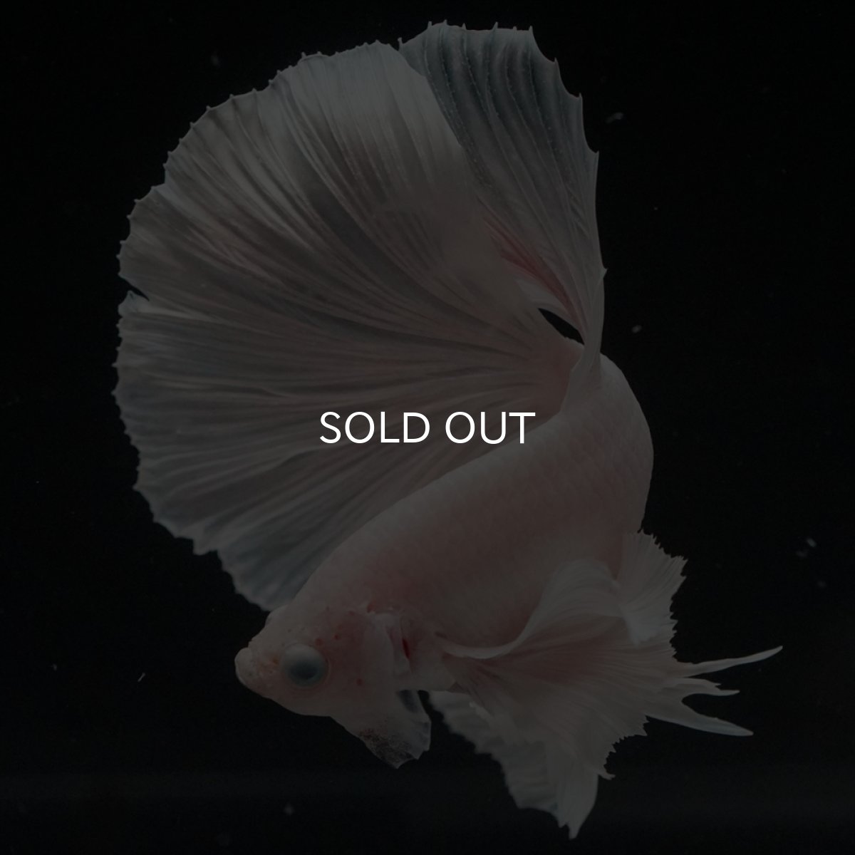 画像5: HM　ホワイトダンボ (5)