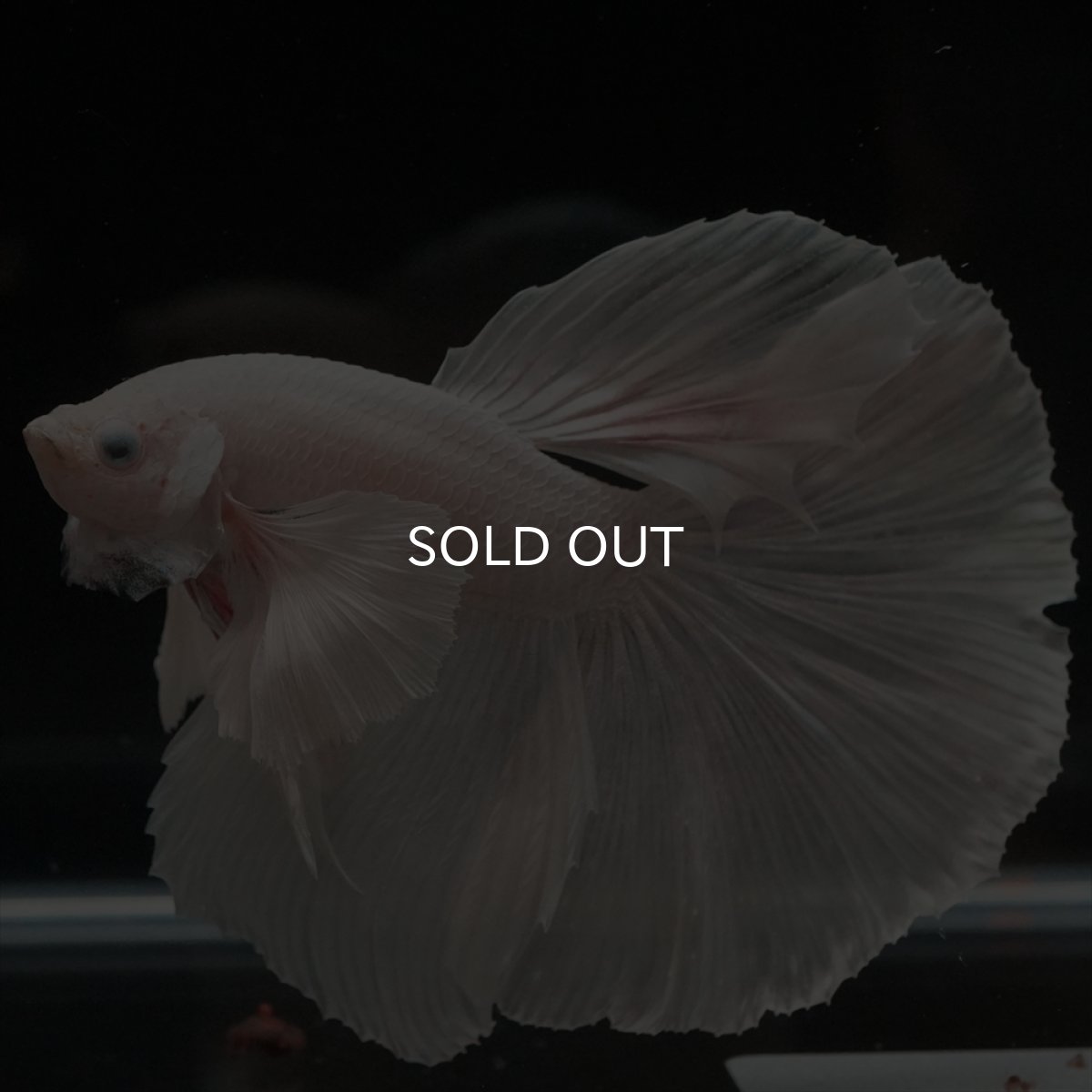 画像13: HM　ホワイトダンボ (13)