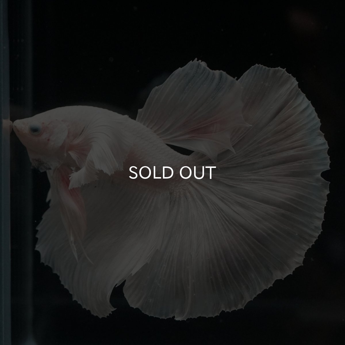 画像2: HM　ホワイトダンボ (2)