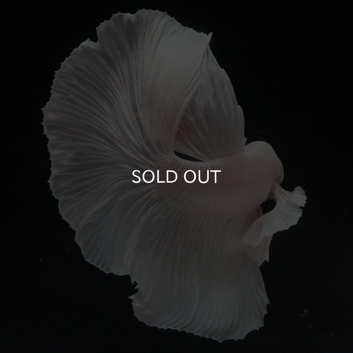 画像4: HM　ホワイトダンボ (4)