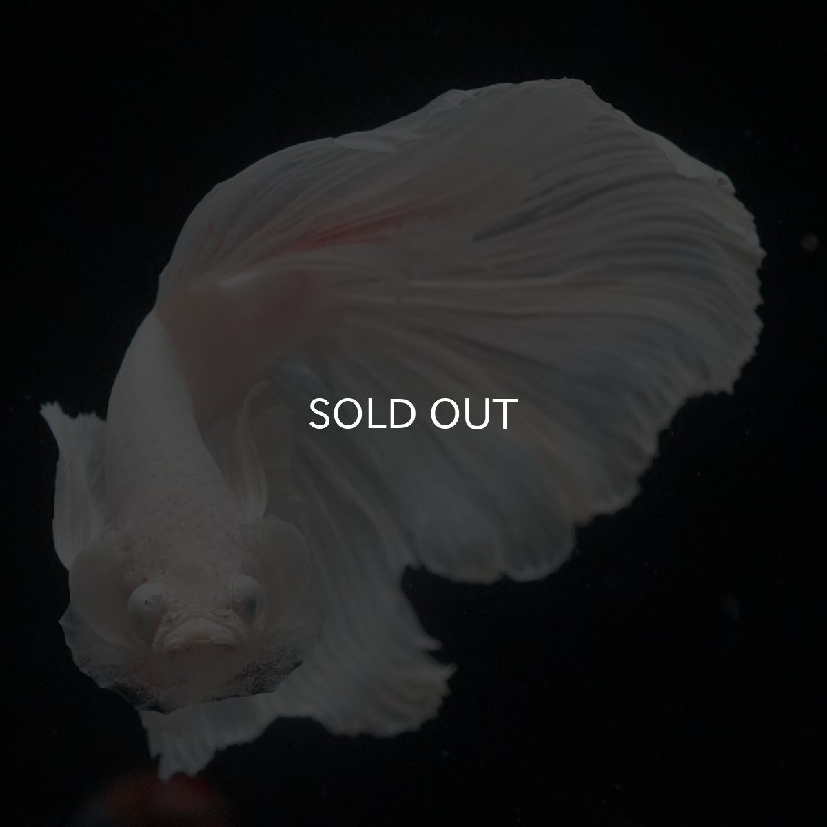 画像12: HM　ホワイトダンボ (12)