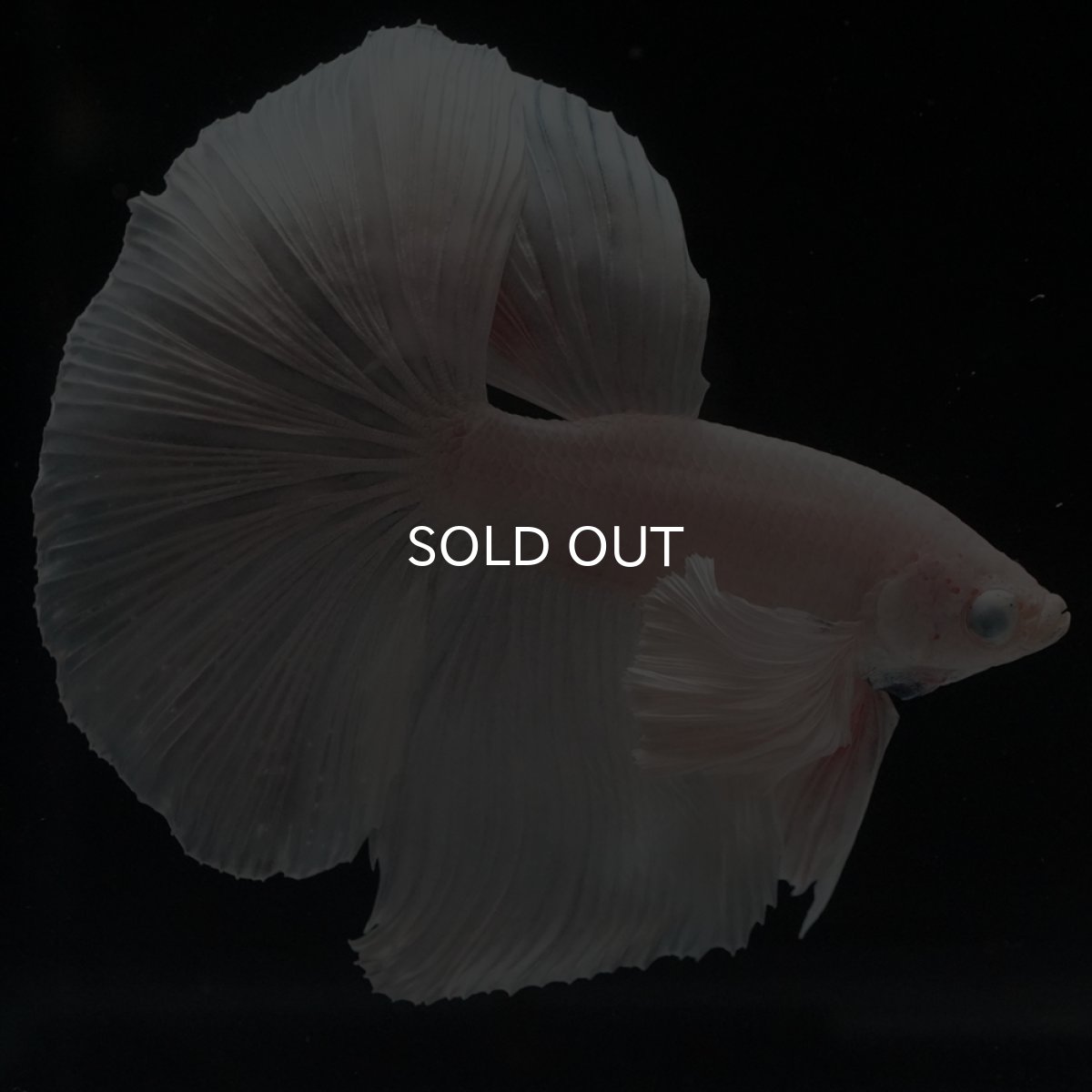 画像11: HM　ホワイトダンボ (11)