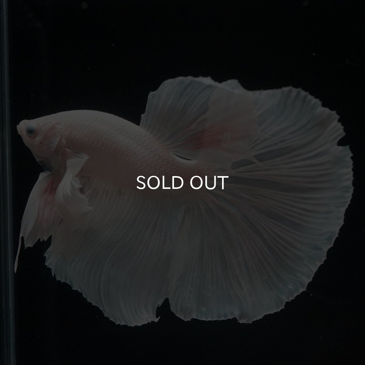 画像9: HM　ホワイトダンボ (9)