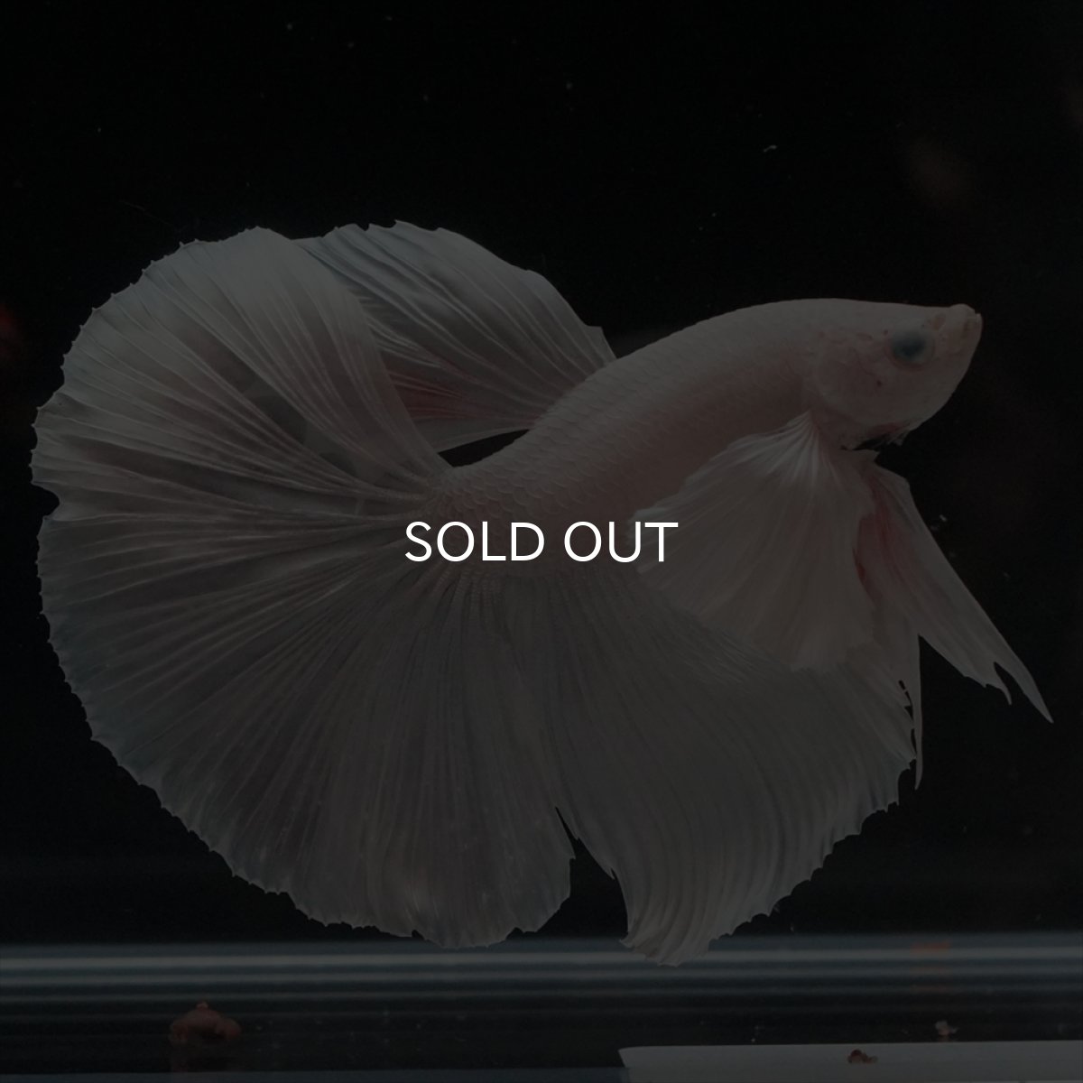 画像10: HM　ホワイトダンボ (10)