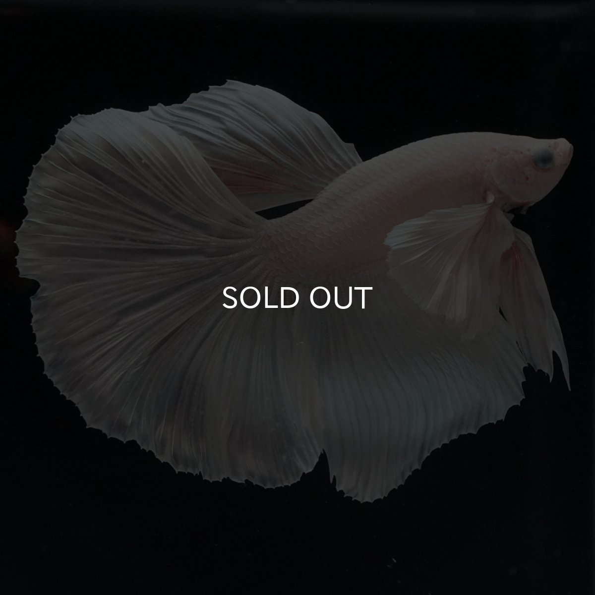 画像8: HM　ホワイトダンボ (8)