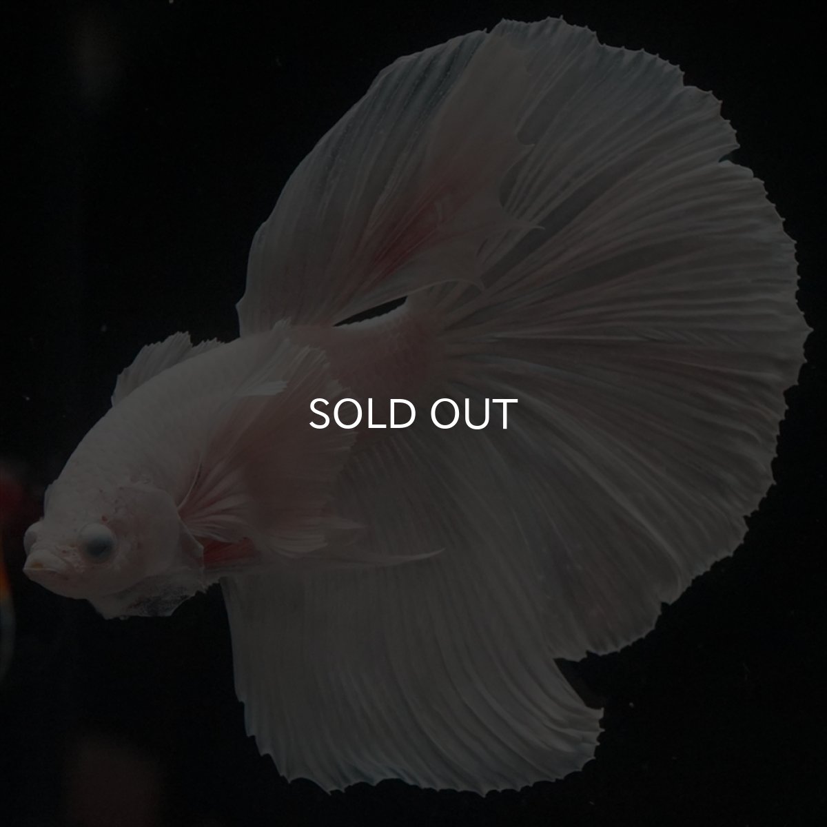 画像7: HM　ホワイトダンボ (7)