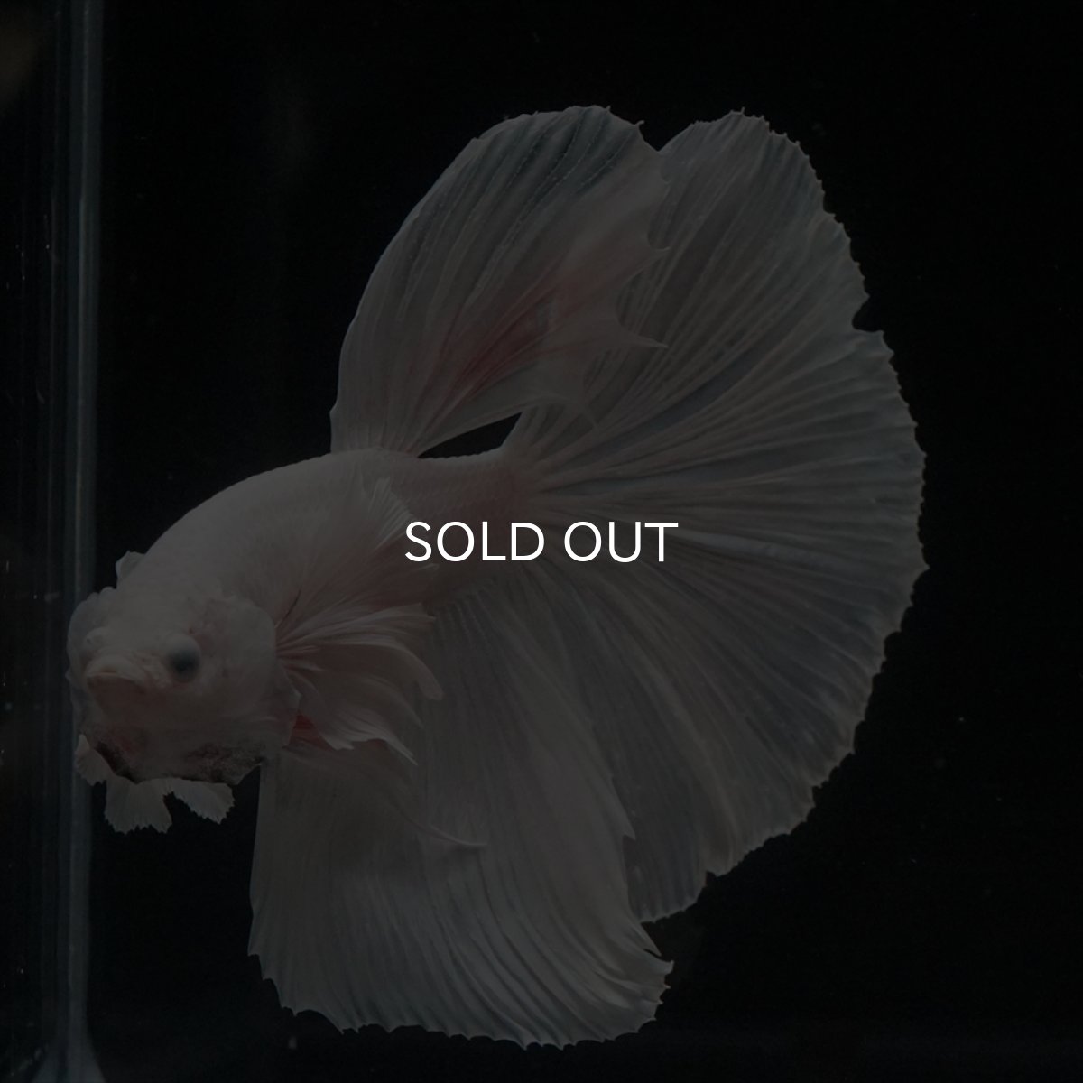 画像6: HM　ホワイトダンボ (6)