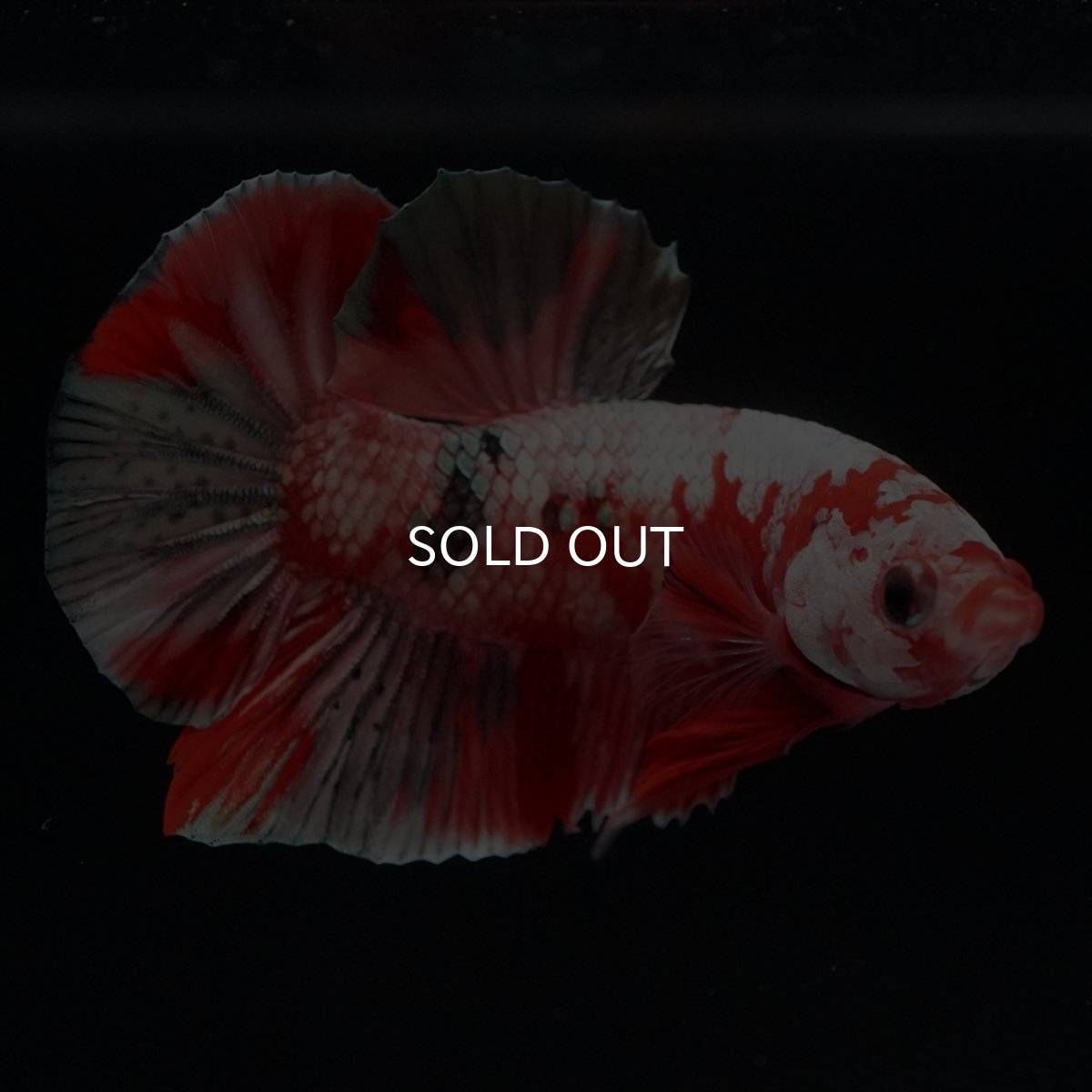 画像15: HMPK　レッドカッパーギャラクシー (15)