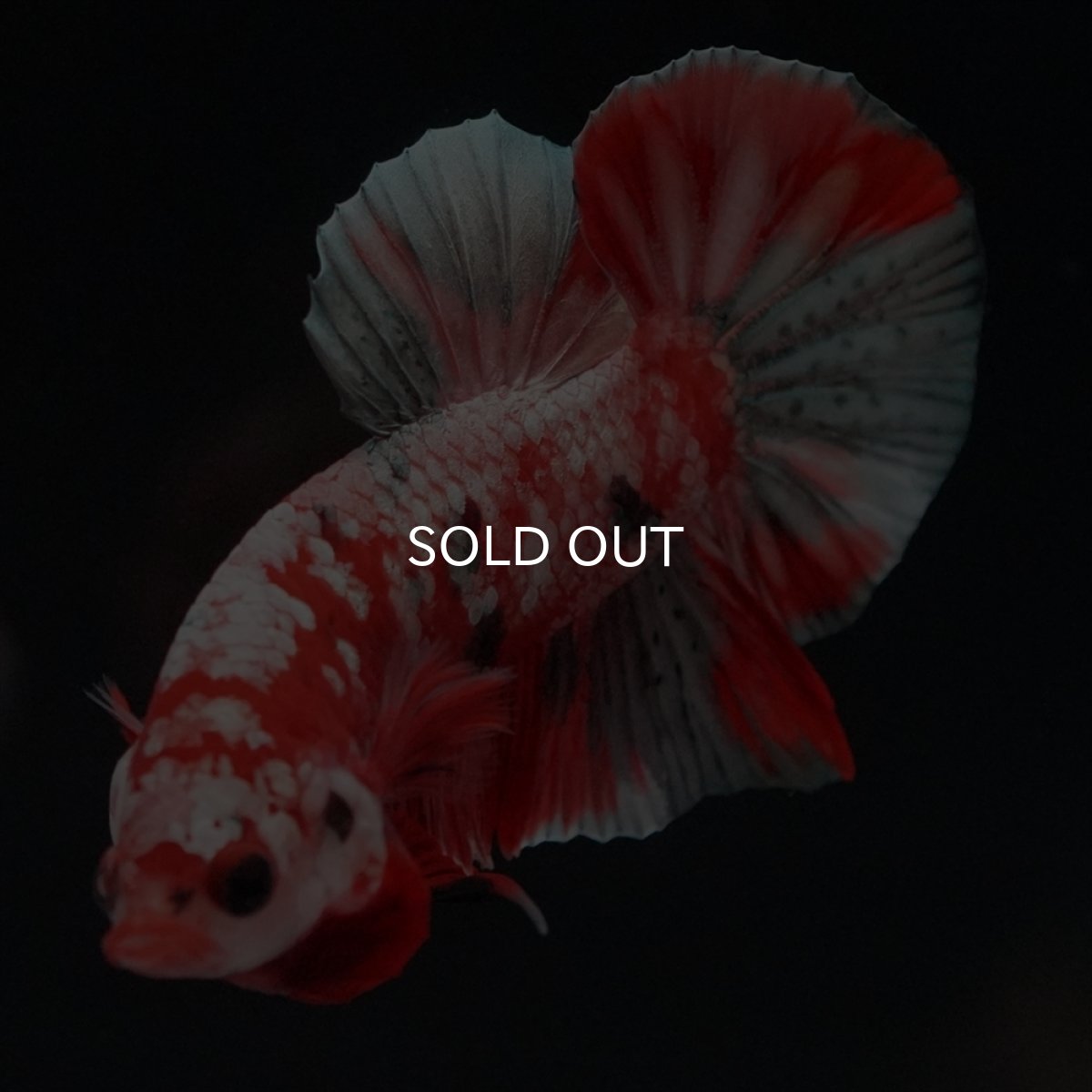 画像4: HMPK　レッドカッパーギャラクシー (4)