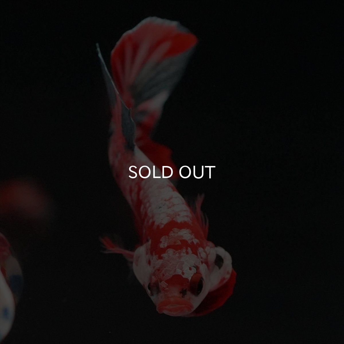 画像3: HMPK　レッドカッパーギャラクシー (3)