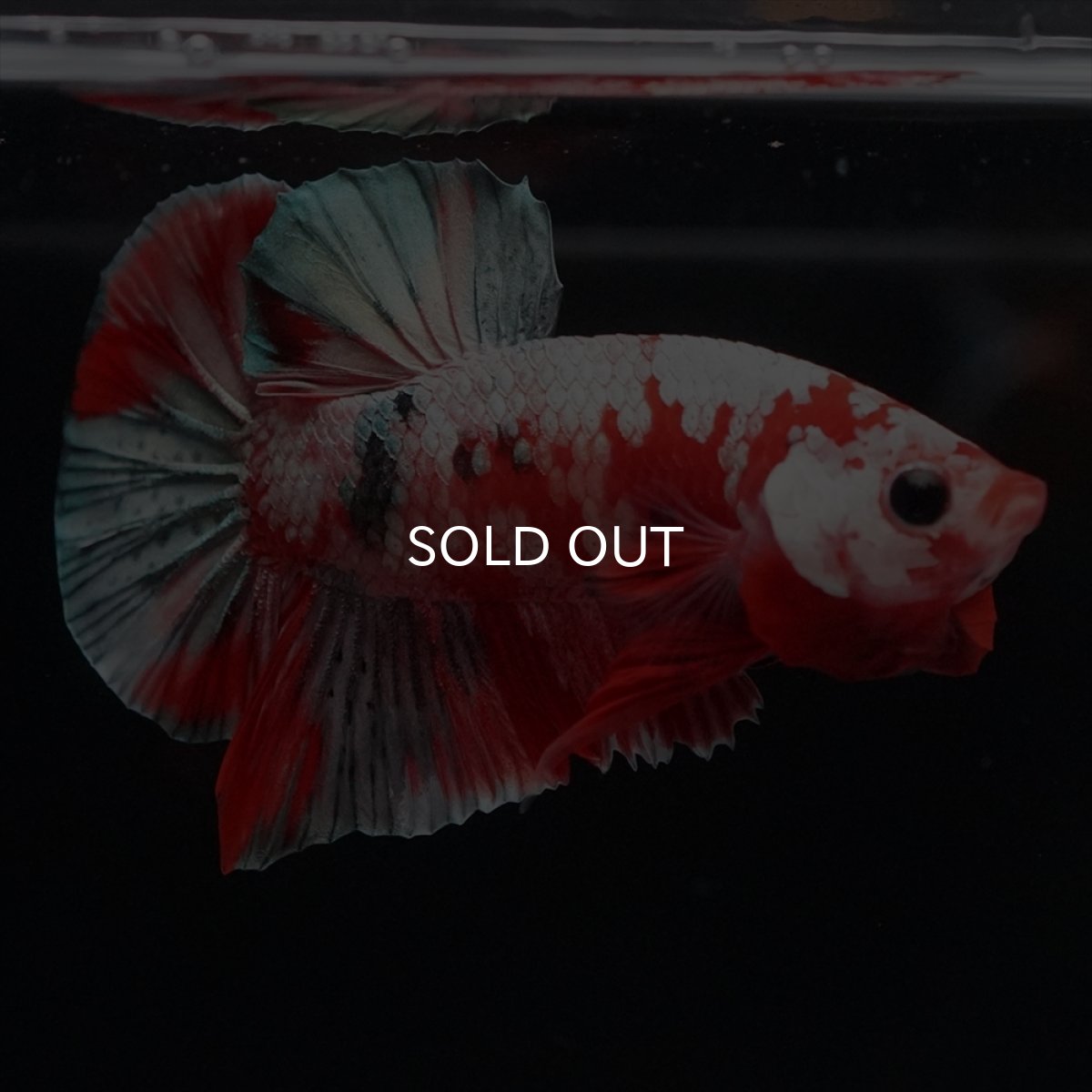 画像14: HMPK　レッドカッパーギャラクシー (14)