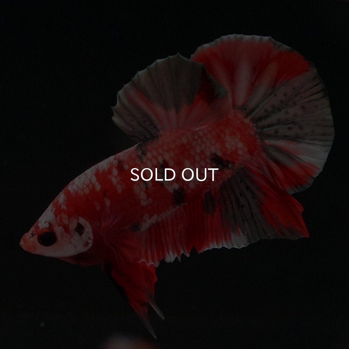 画像13: HMPK　レッドカッパーギャラクシー (13)