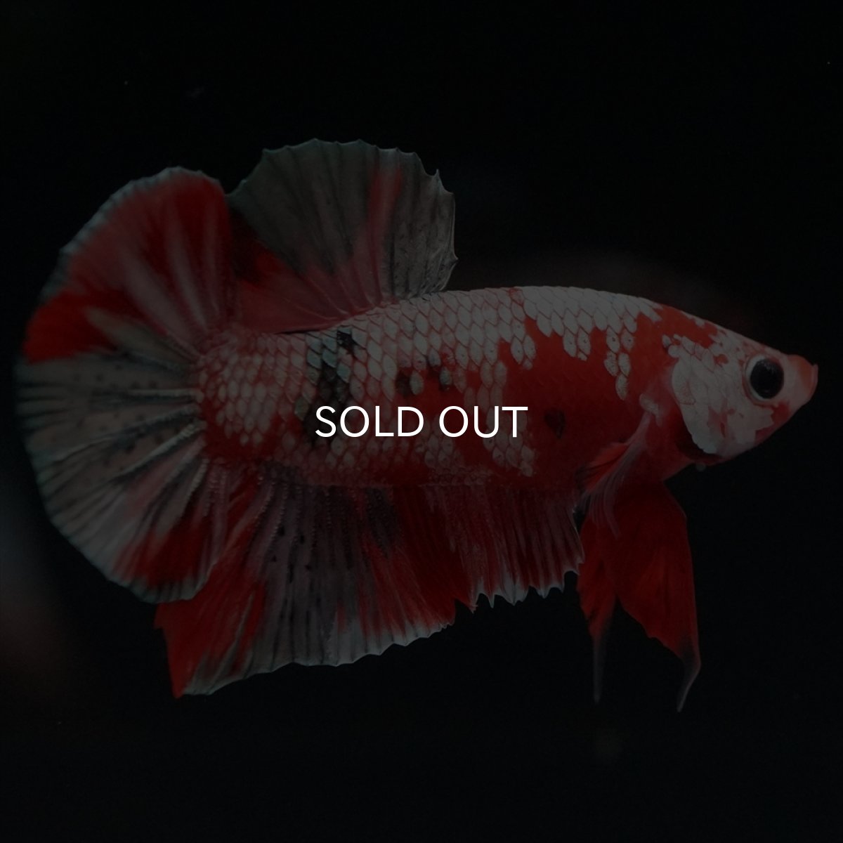 画像12: HMPK　レッドカッパーギャラクシー (12)