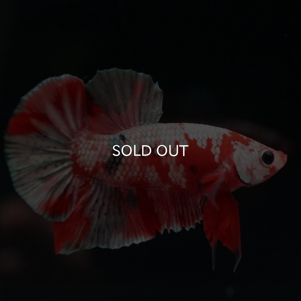 画像11: HMPK　レッドカッパーギャラクシー (11)