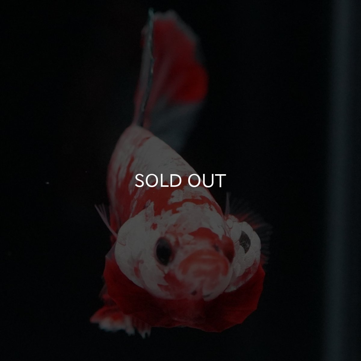 画像6: HMPK　レッドカッパーギャラクシー (6)